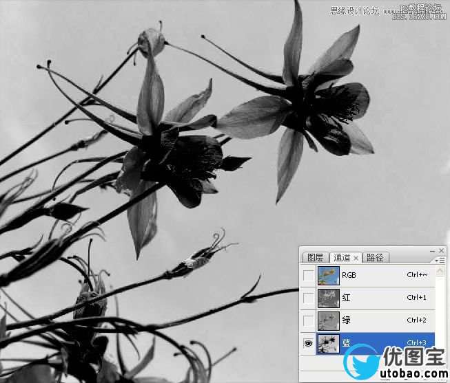 Photoshop巧用颜色通道将花卉从背景分离,PS教程,16xx8.com教程网