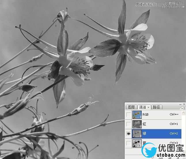 Photoshop巧用颜色通道将花卉从背景分离,PS教程,16xx8.com教程网