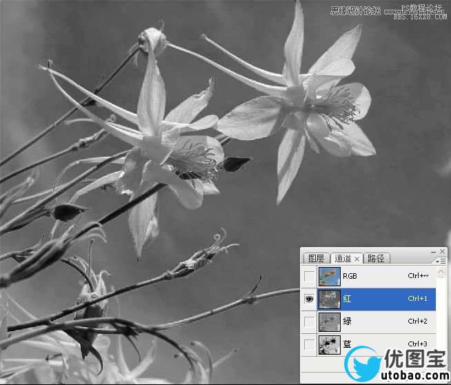 Photoshop巧用颜色通道将花卉从背景分离,PS教程,16xx8.com教程网