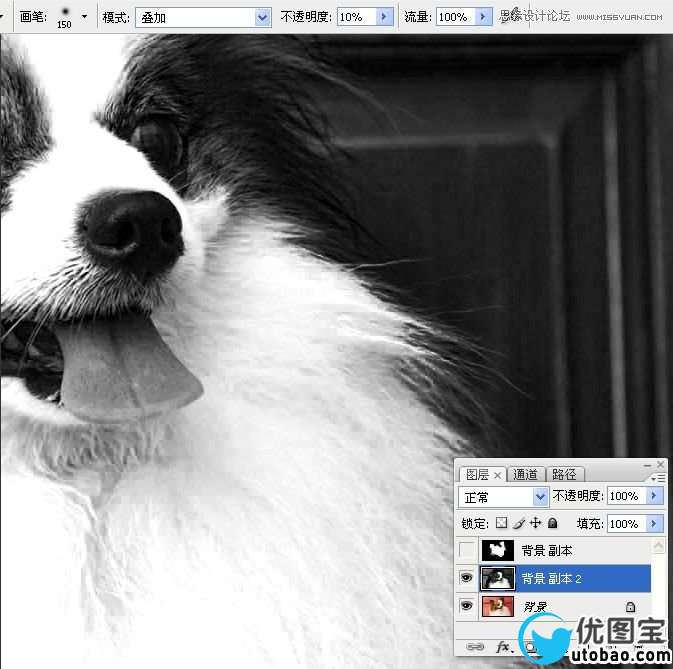 Photoshop使用通道混合器给狗狗抠图,PS教程,16xx8.com教程网