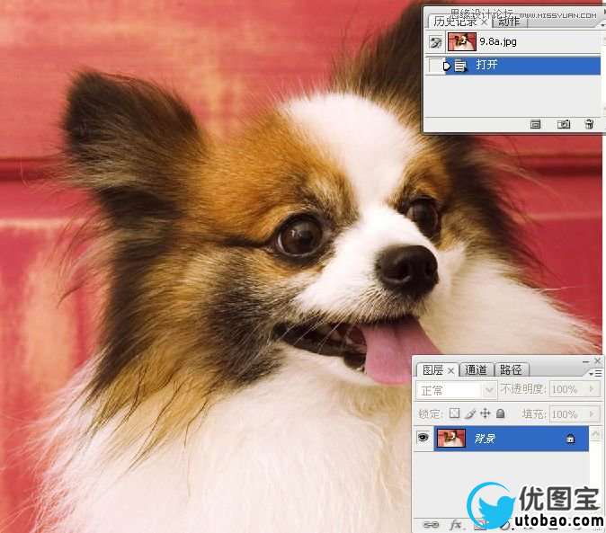 Photoshop使用通道混合器给狗狗抠图,PS教程,16xx8.com教程网