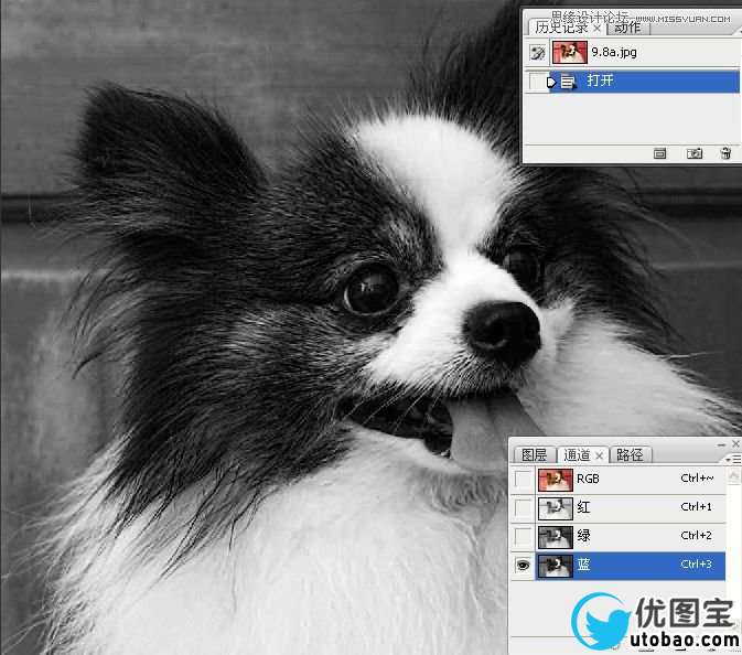 Photoshop使用通道混合器给狗狗抠图,PS教程,16xx8.com教程网