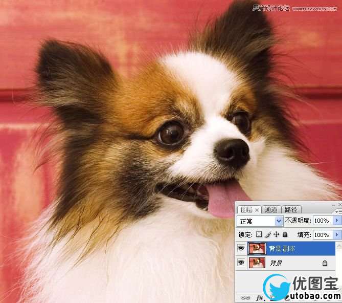 Photoshop使用通道混合器给狗狗抠图,PS教程,16xx8.com教程网