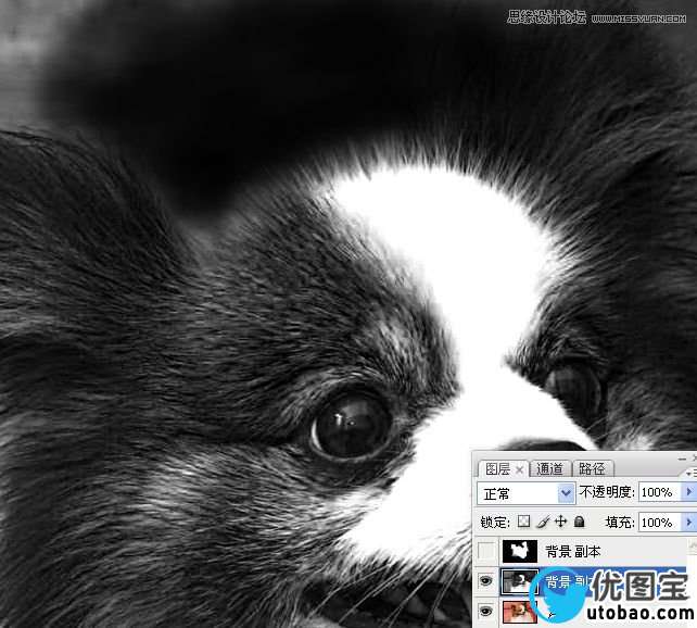 Photoshop使用通道混合器给狗狗抠图,PS教程,16xx8.com教程网