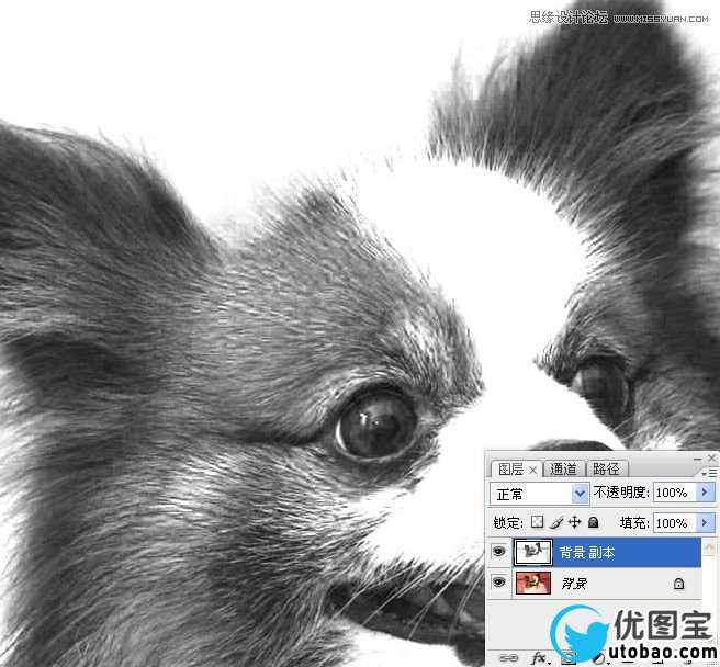 Photoshop使用通道混合器给狗狗抠图,PS教程,16xx8.com教程网