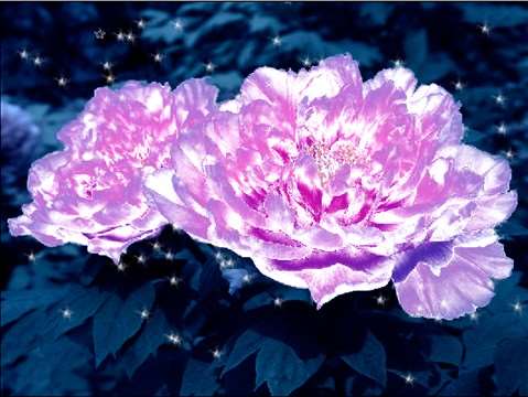 photoshop制作水晶牡丹效果图 三联