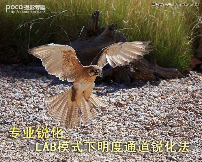 Photoshop浅谈LAB模式下明度通道锐化法
