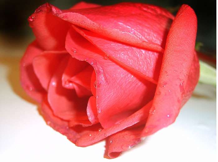 利用PhotoShop将红玫瑰变成蓝色玫瑰 三联