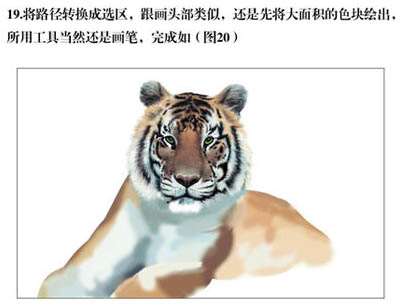 PS绘制逼真东北虎 优图宝 PS鼠绘教程