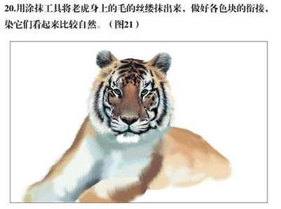 PS绘制逼真东北虎 优图宝 PS鼠绘教程