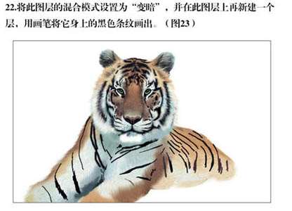 PS绘制逼真东北虎 优图宝 PS鼠绘教程