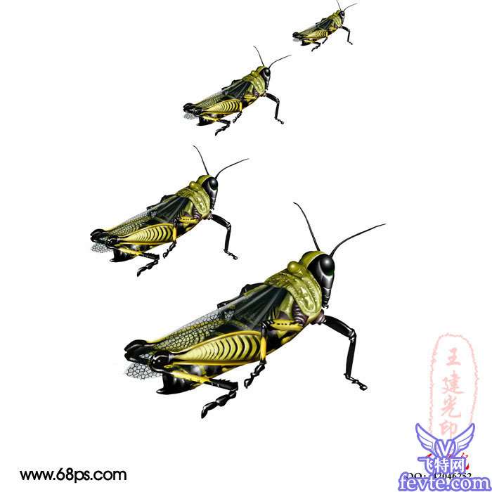 PS鼠绘非常逼真的蝗虫 优图宝