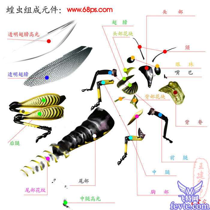 PS鼠绘非常逼真的蝗虫 优图宝