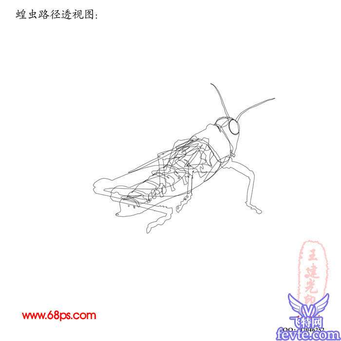 PS鼠绘非常逼真的蝗虫 优图宝