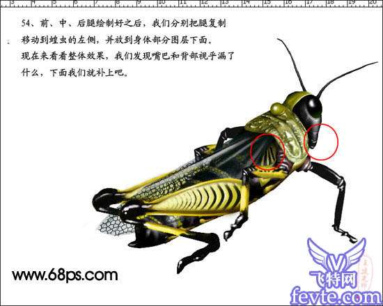 PS鼠绘非常逼真的蝗虫 优图宝