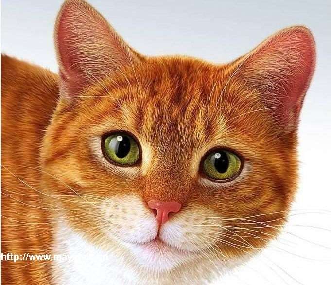 Photoshop鼠绘高清猫咪 优图宝 photoshop鼠绘教程