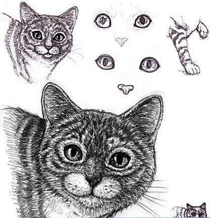 Photoshop鼠绘高清猫咪 优图宝 photoshop鼠绘教程