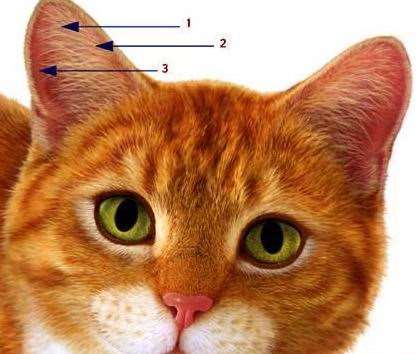 Photoshop鼠绘高清猫咪 优图宝 photoshop鼠绘教程