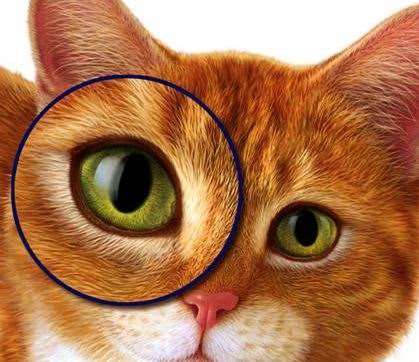 Photoshop鼠绘高清猫咪 优图宝 photoshop鼠绘教程