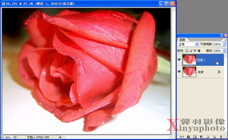PS把红玫瑰变成蓝玫瑰 优图宝网 PS入门实例教程