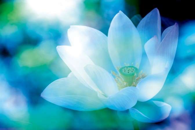 PS简单快速打造梦幻荷花 优图宝网 PS入门实例教程