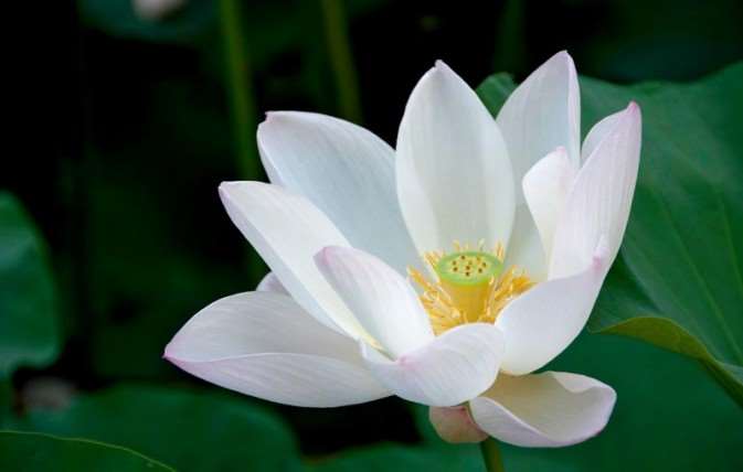 PS简单快速打造梦幻荷花 优图宝网 PS入门实例教程