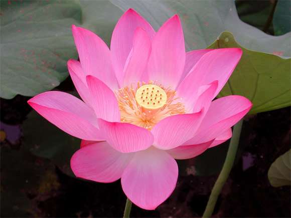 PS合成花仙子美女 优图宝 PS图片合成教程 荷花素材