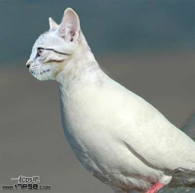 ps合成长猫头的鸽子 优图宝 ps图片合成教程