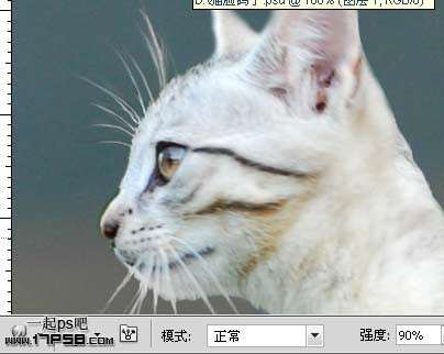 ps合成长猫头的鸽子 优图宝 ps图片合成教程