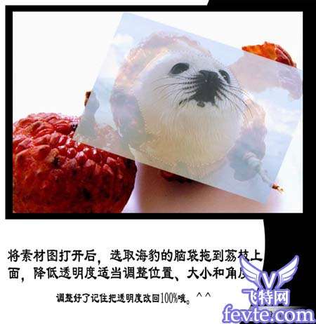 PS合成漂亮的海豹脸型水果 优图宝 PS图片合成教程