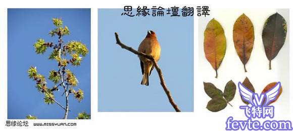 Photoshop制作树枝都心动的美女 优图宝 PS图片合成教程