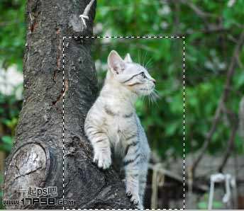 PS合成长猫头的鸽子 优图宝 PS图片合成教程