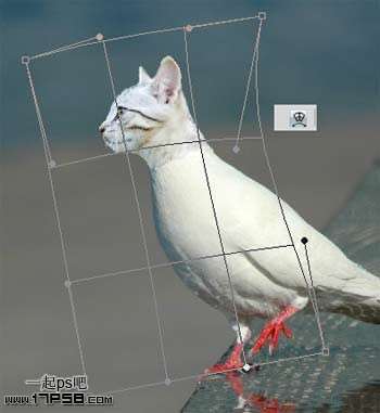 PS合成长猫头的鸽子 优图宝 PS图片合成教程