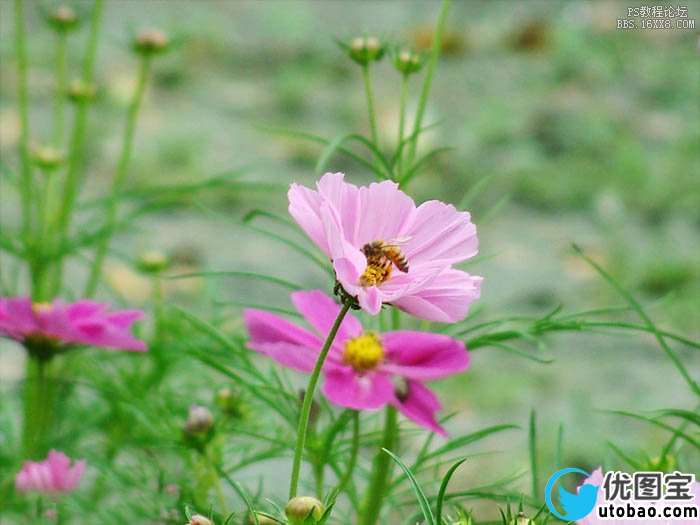 将鲜花突出并虚化背景的PS教程