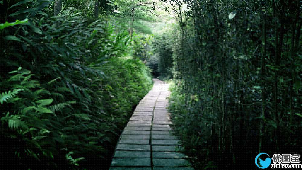 树林照片，森林风景照片简单微调实例_www.utobao.com