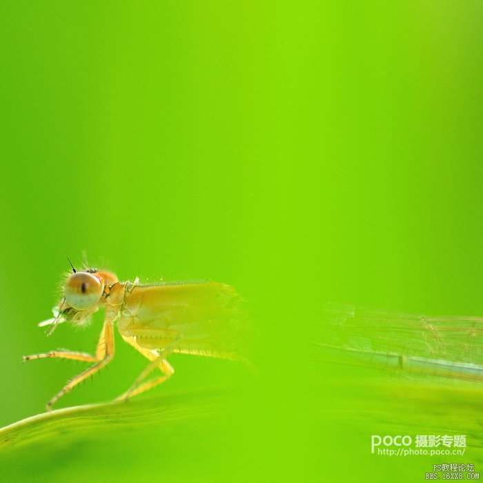 精修虫片图片教程_ps教程自学网(www.utobao.com) 精修虫片图片教程