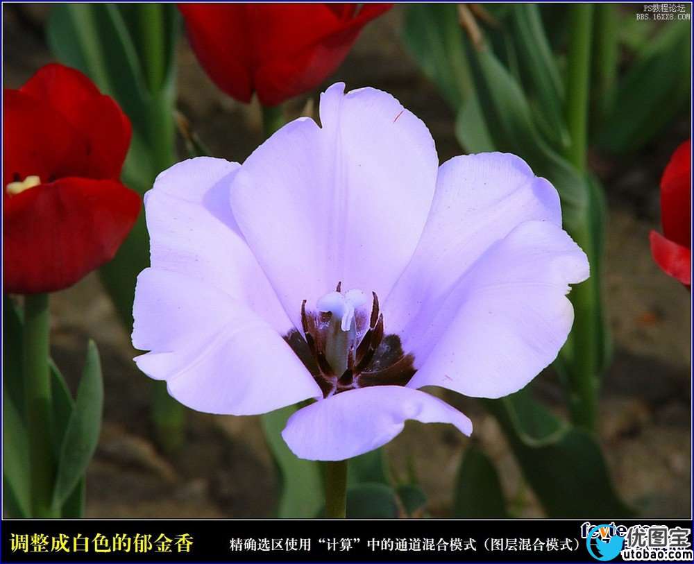 ps利用计算命令计算选区和更换颜色_ps教程自学网(www.utobao.com) ps利用计算命令计算选区和更换颜色
