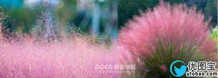 粉色系，用PS把荒草变成粉色梦幻场景_www.utobao.com